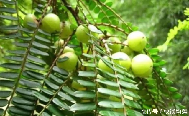 藏在身边的“止咳王”就是它,做法简单,止咳润肺,冬天不咳嗽