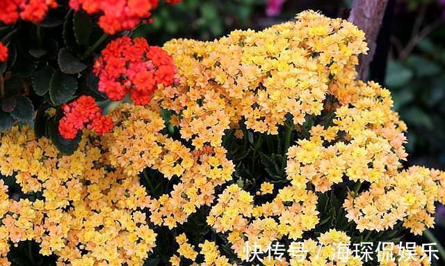 磷钾肥料|想长寿花四季开花,关进“小黑屋”,喂点“开花水”,30天开爆盆