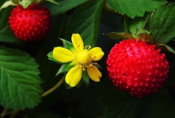 乡下茅房边的“野草莓”，熊孩子经常拿来吃，殊不知营养价值很高