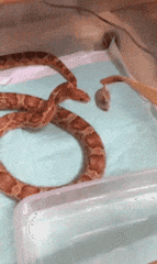 |搞笑GIF:养了这么只哈士奇,主人是崩溃的吧