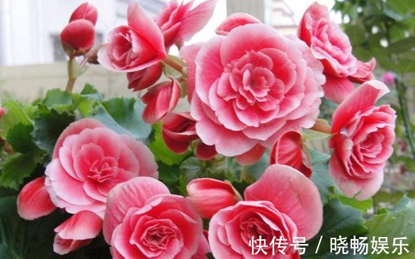 丽格海棠|这三种花卉开花时十分美丽,但却极难成活,建议新手换种花养