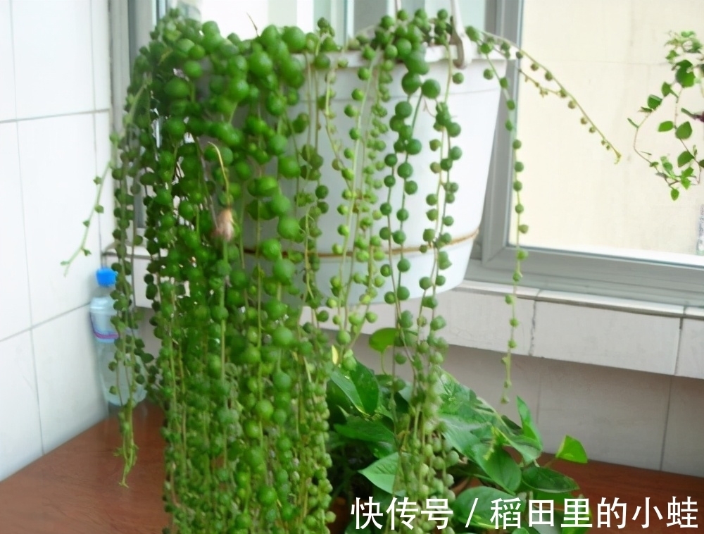 佛珠|这“三多肉”最怕晒,遇强光易“摊大饼”,阴一点养成群生肉墩子