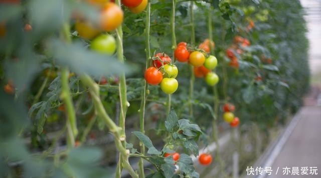 根部|水培养花真方便,缺营养滴营养液,平日只换水就行了,不信就试试