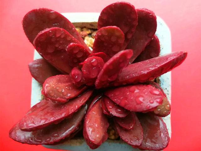 连续阴雨天褪色也不明显的5种多肉，颜色美丽，简单好养