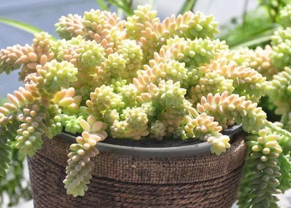 小珠子|这些多肉可以吊起来养,超级好养活,放在阳台上养如瀑布般绚丽