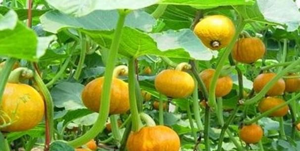 食補(bǔ)是天然變美法，女人四十還是一枝花，美白肌膚清除毒素垃圾