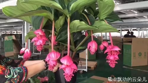 10种“稀罕花”，连名字都认不全，竟然拼命掏钱买