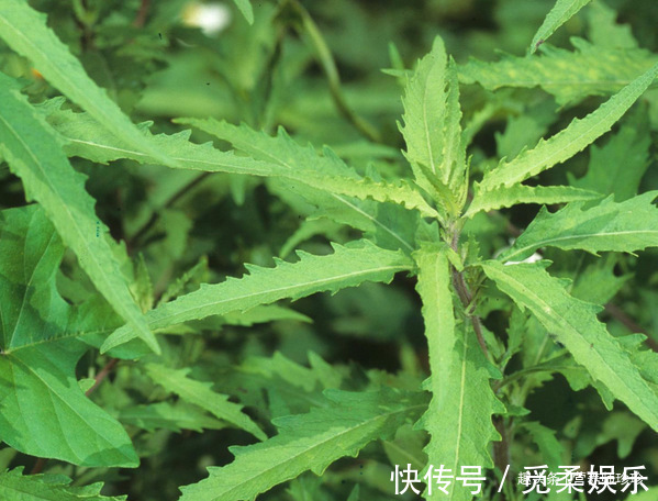 良药|闻着臭,煮熟是香的,曾拿来喂猪,却是治疗鼻炎的良药,你可认识