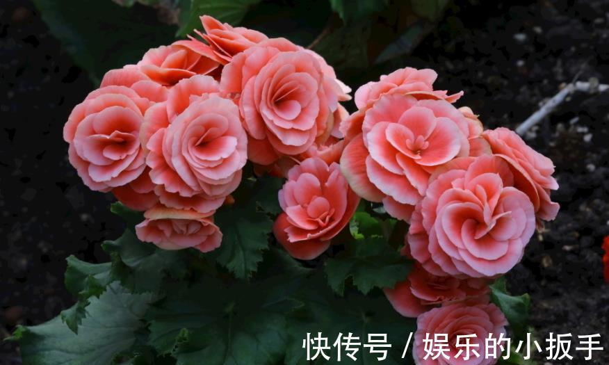 盘点3种漂亮的耐阴花,采光不好也照样花开满枝,专为北阳台而生