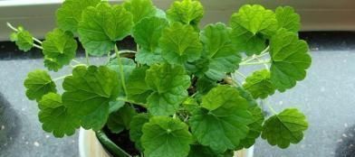 垫底石|养花不懂换盆？永远等不到植物开花，养一盆黄一盆！