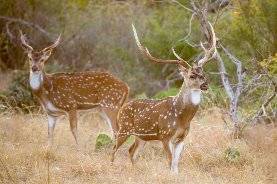 龟板胶|老中医一辈子的心血,4味药补肾壮阳,今天免费公布!