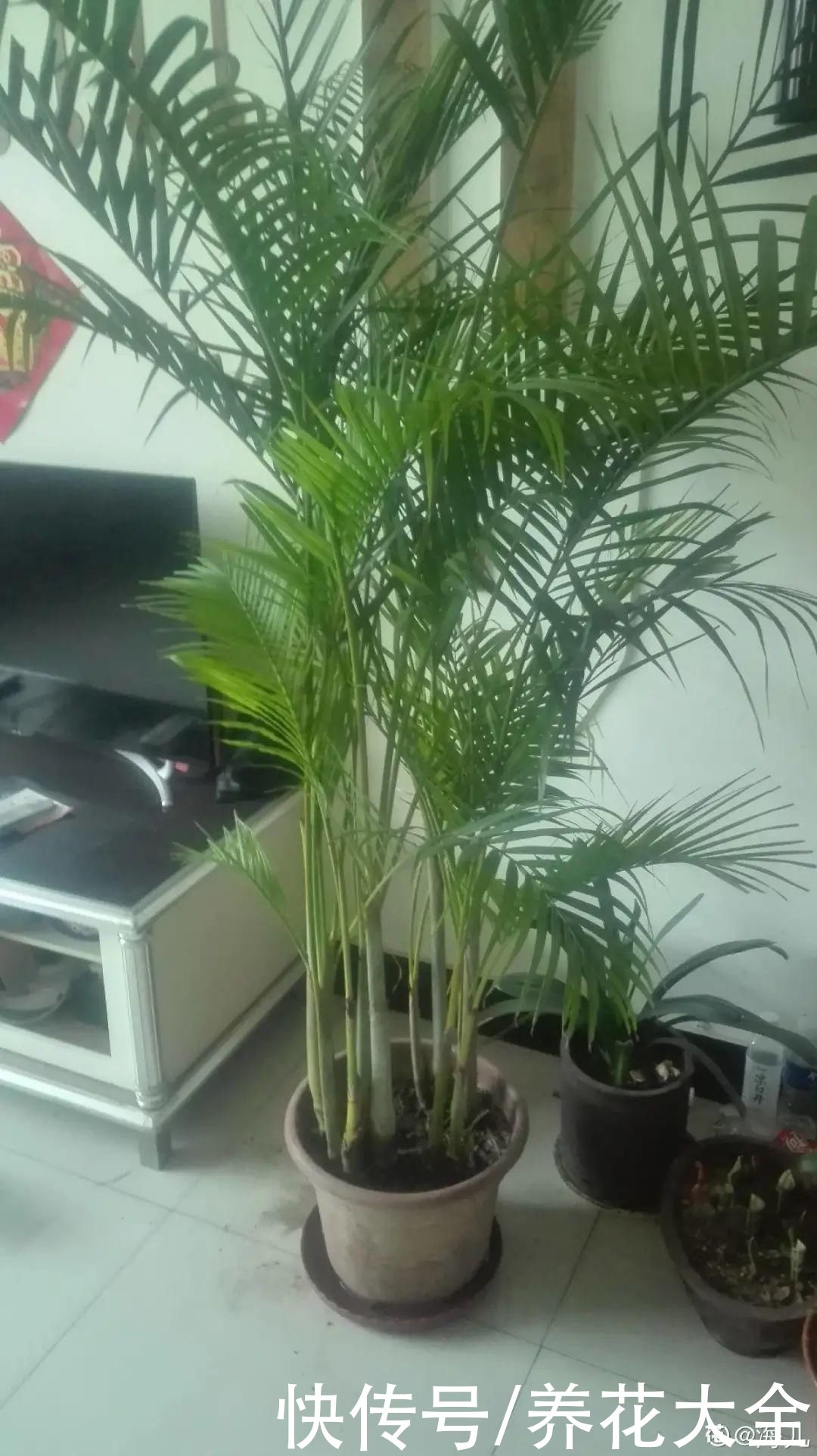 琴叶榕|大叶子耐阴花，室内一定养，叶子比脸大，真凉快