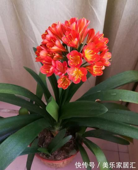 秋冬养君子兰，30天喂一次大补肥，花叶俱美，整个冬天都有花赏