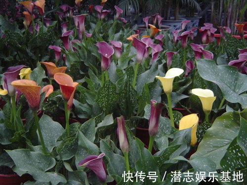 家里养花，避开8种“小毒花”，家里有老人孩子，孕妇的，别靠近