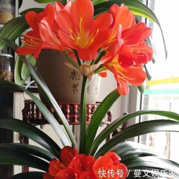花芽|做好“2件事”,君子兰“根壮”,新叶多,年年开“爆盆”