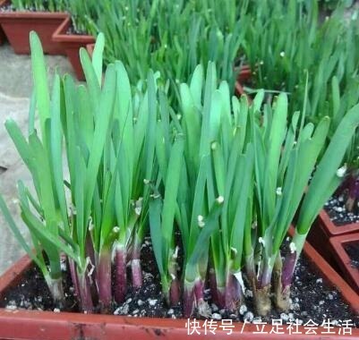 家里种几盆懒人菜,沾土就冒芽,新鲜又好吃,天天轮流摘!
