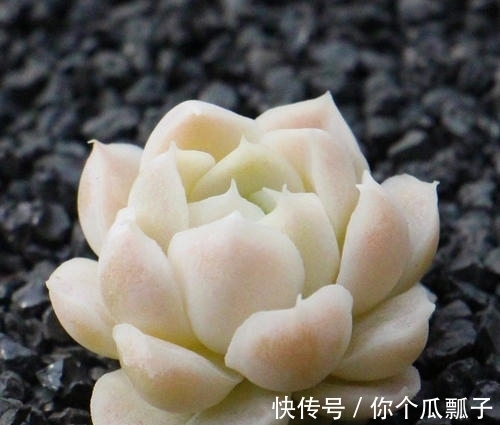 6款白色系多肉,高雅纯净养护简单,仙气十足谁见了都夸美!