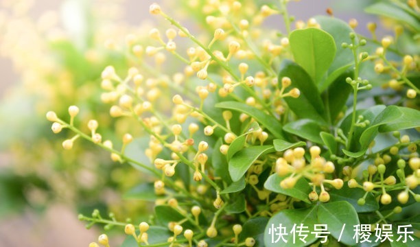 养殖米兰花浇水不当导致花卉死亡,注意几点,轻轻松松恢复活力