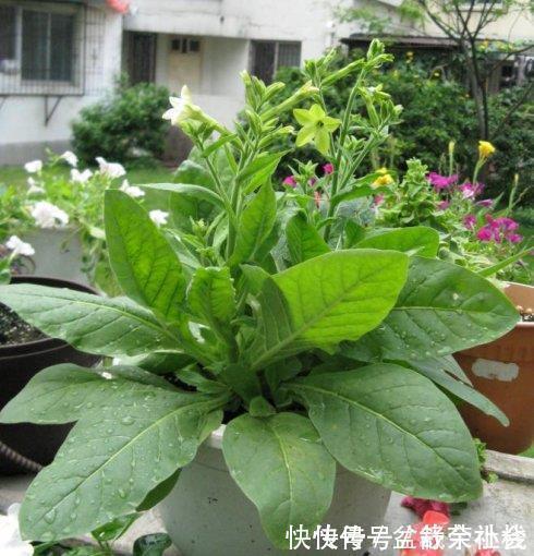 花量|9种漂亮花,热不死晒不怕,开花大半年,没有病虫害,38度成花海