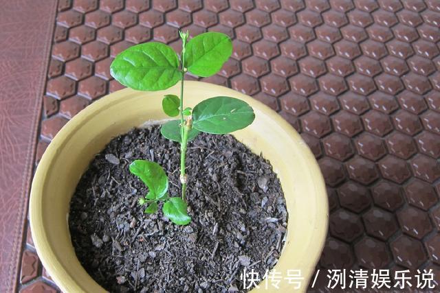 湿度|新买的裸根茉莉花苗怎么养6个处理妙招，分枝茂密提前开花闻香