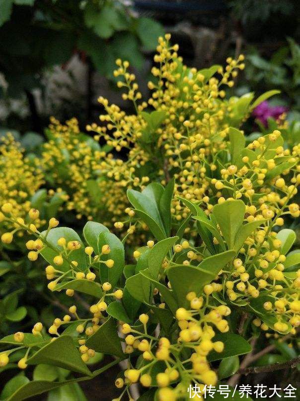 5种矫情花,不能干,不能湿,实在是娇气