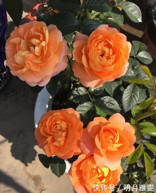 阳台|阳台上就养这款月季,非常“抗造”,花大色艳,开花一茬接着一茬