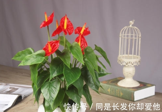 花市五大年宵花，好看却难养，告诉你“技巧”，养好没难度！