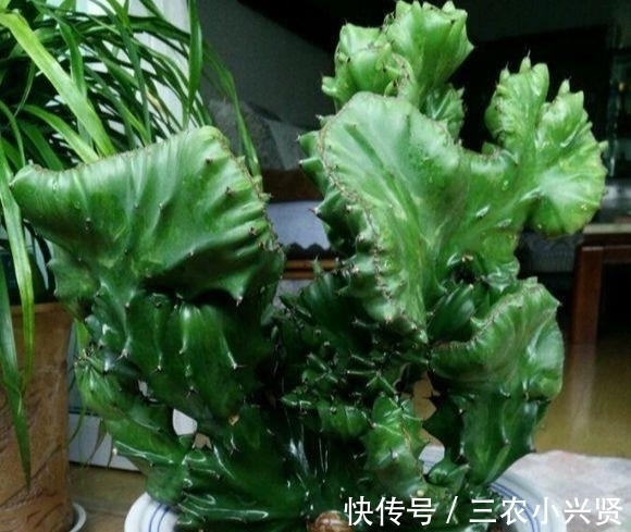 阳台养花要“讲究”,这3种“再丑”也要养一盆,镇宅又旺运