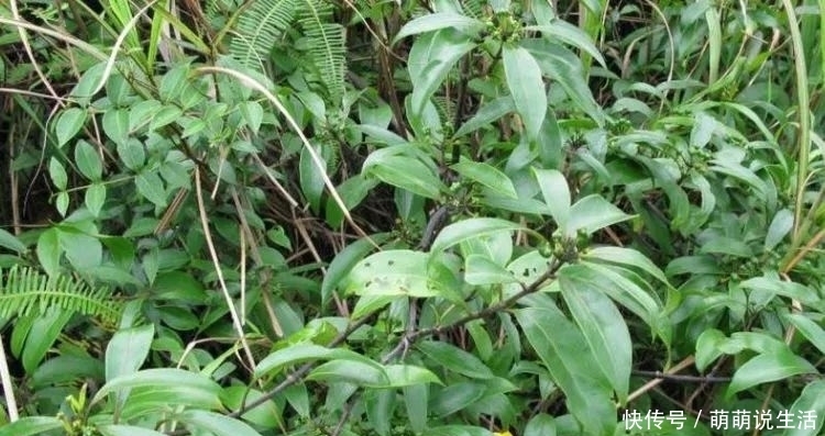 农村这种植物,果实有坑人称“鸡眼藤”,具有补肾作用,见过吗?