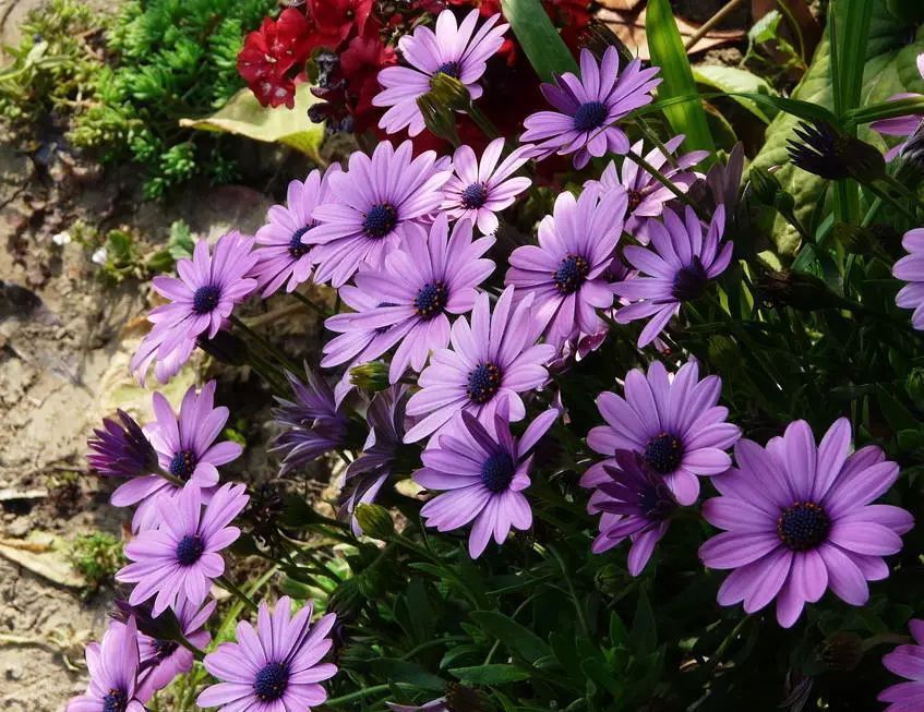 养花试试这几款,饱满圆润火热浪漫