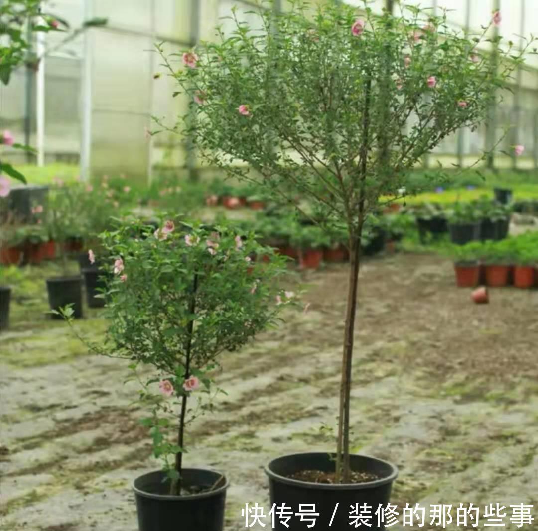花树|修木槿小技巧:哪些枝叶早剪掉早受益?