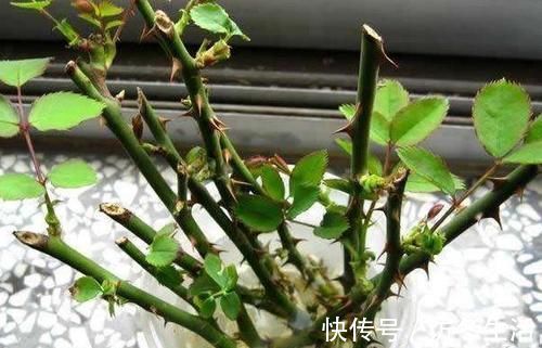 天冷扦插花草，技术再娴熟也没用，只有做到这些才能早生根发芽