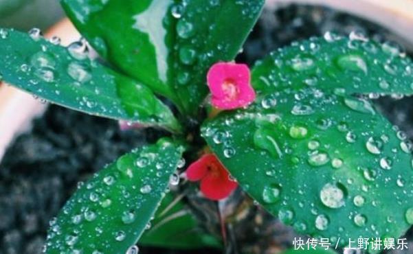 滴水观音|再美观也不能在家里养的3种花,不知你家有没有,尤其是第二种