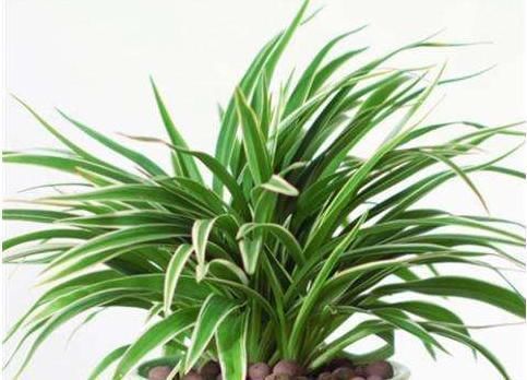 卫生间有异味,就养3种花,吸潮、祛味,还美观