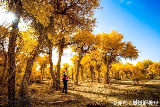 烟花|藏不住了！新疆发现全球最大沙漠胡杨林，比额济纳还美，游客很少