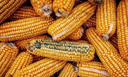 发物|豆浆是肝病的“发物”？建议：若想保护肝功能，4种食物尽量少碰