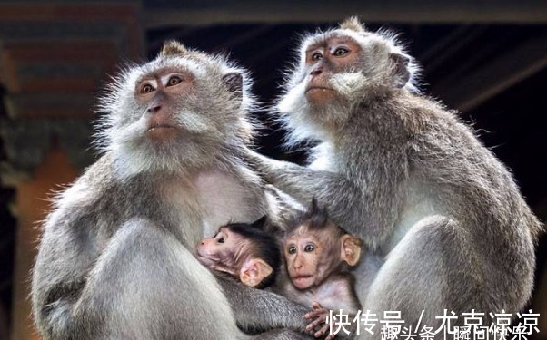 乘风破浪|8月起，生肖猪、生肖猴、生肖马贵人相助，好运回归，事业大跃进