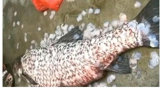 板车拖，锄头刮鱼鳞，男子钓起青鱼够全村吃！青鱼最大能长多大？