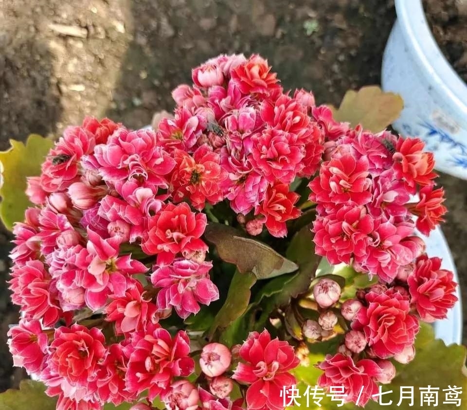 让长寿花复花,“喷、剪、晒”同步进行,1个月花苞挤满盆!