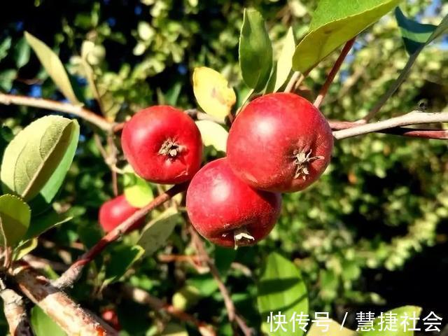 功效|冬天常吃这个,防血栓!40岁后要多吃,活血、降脂