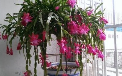 养蟹爪兰，就用“它”，一次浇“1勺”，叶子绿，一到花期开满花