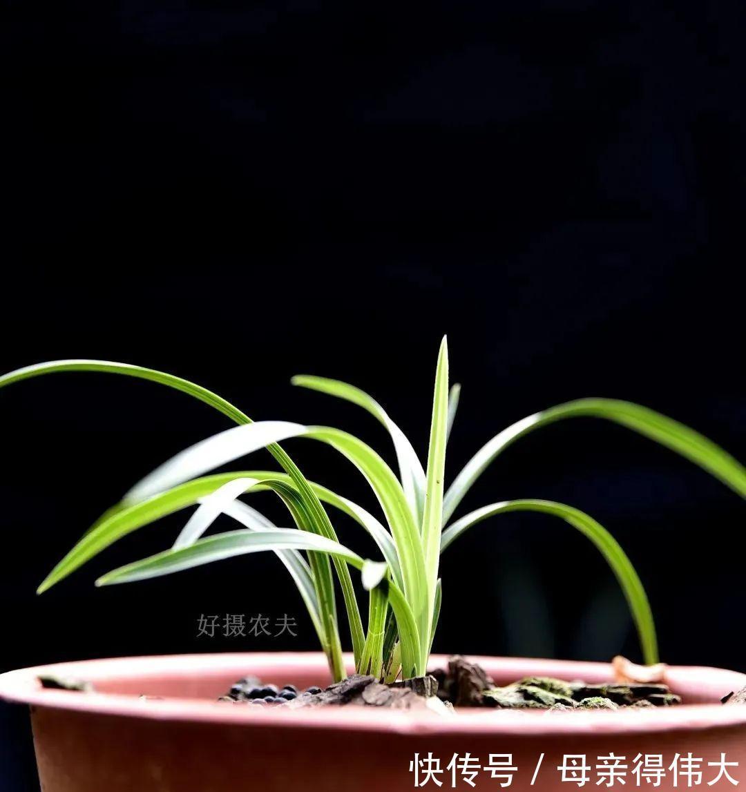 兰菌|松针土的秘密,不在松针,也不在土,很多人种植兰花都用错了