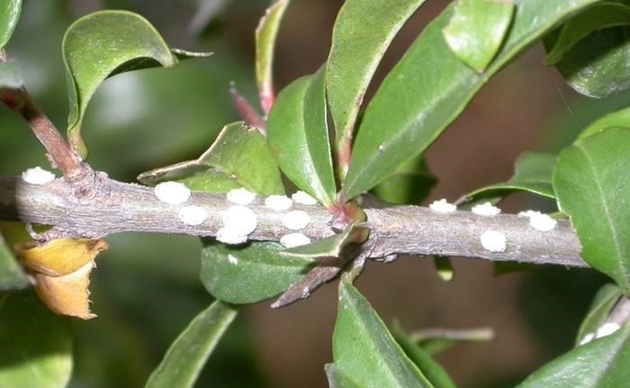 多肉|怎么消灭蚧壳虫?用这几种办法,既不会伤害花草又省钱高效