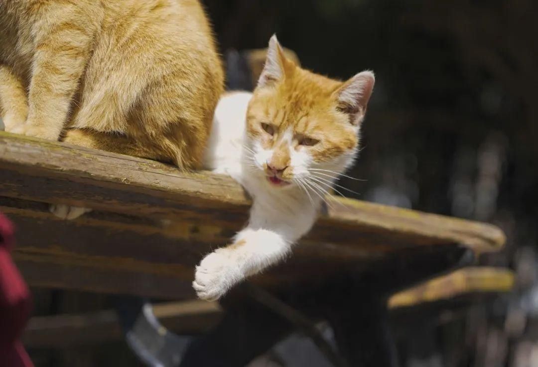 古城|春到同济!太(you)爱(fu)了(li)!