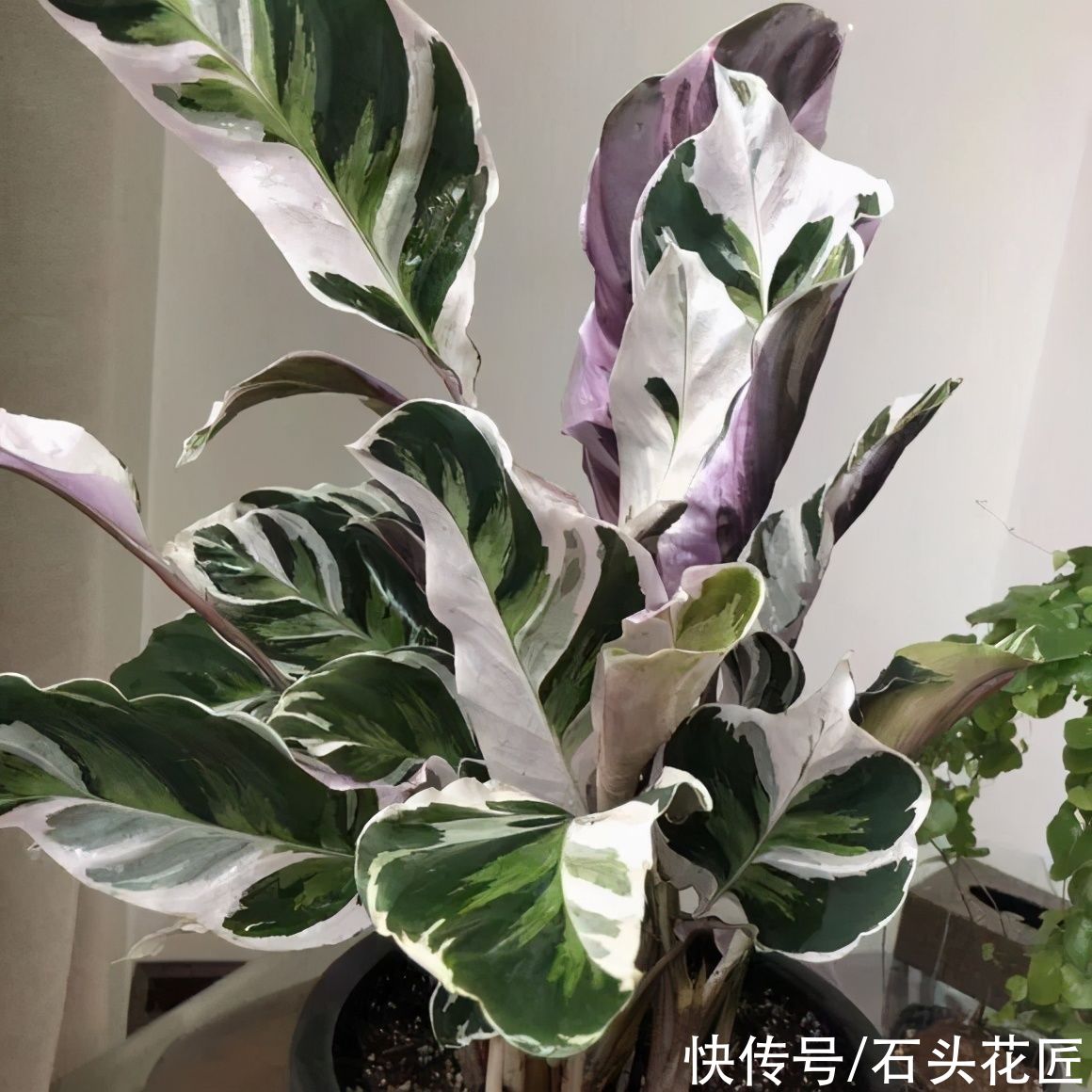  花卉|卫生间“潮湿、有异味”？养上6种花草，干净又清新
