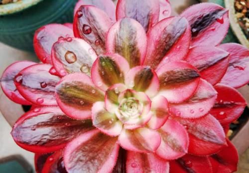 想将多肉养到爆盆,跟环境没有太大的关系,主要跟这些因素有关