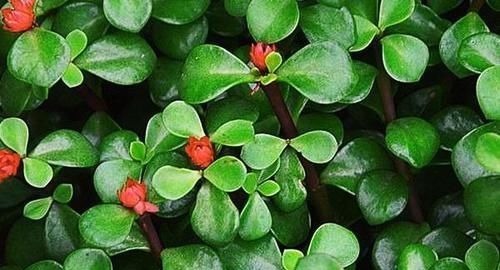 金枝玉叶是马齿苋吗?怎么样施肥和浇水,才能让她真正成为金枝玉叶呢?