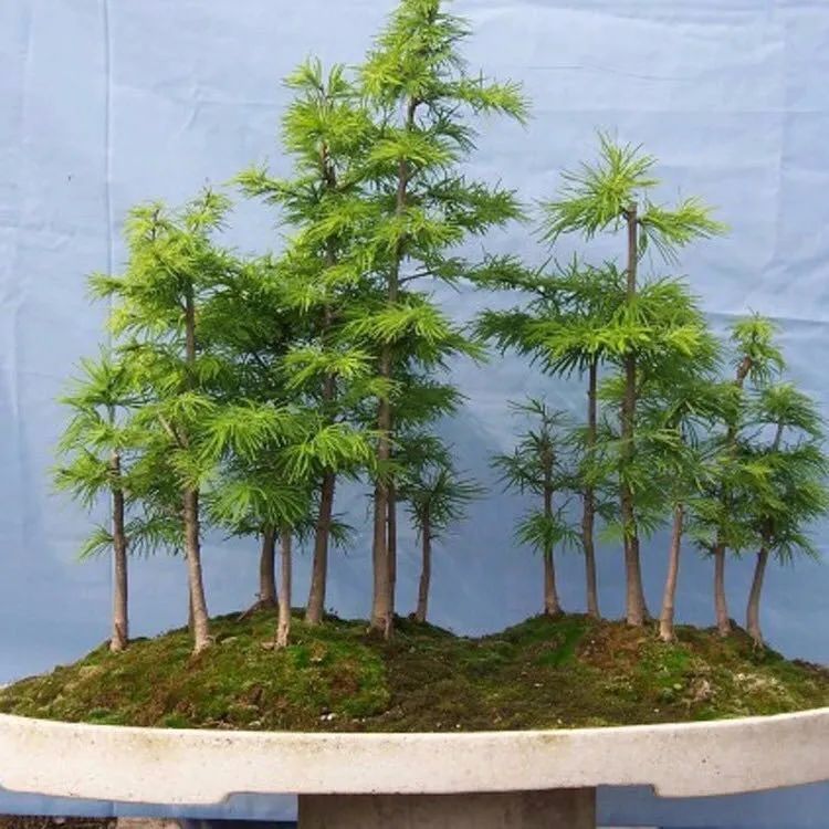 八种命里带“钱”的植物，家里养一盆，招财又旺运，你家养了几种