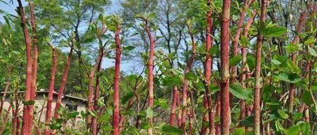 酸筒杆|有一种野草,孩子们经常当做零食时,如今价格不便宜