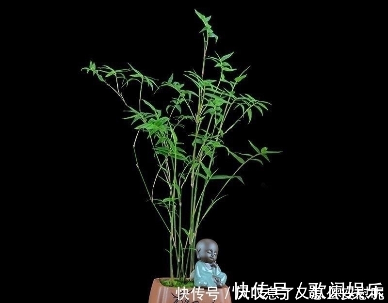 观赏价值|没有院子养不了竹子错，这种竹子养在桌上，比花还好看